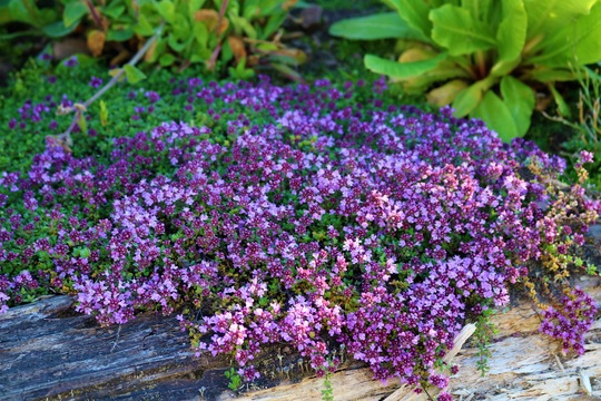 Thyme 'Russettings' in full bloom (Thymus serpyllum (Creeping thyme))