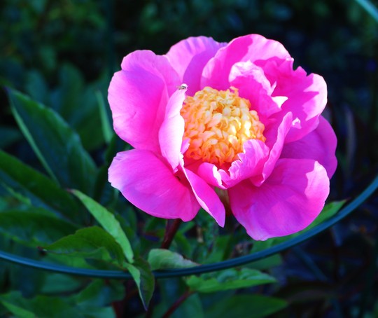 First Flower On This Beautiful Paeony Called 'Doreen' (Paeonia lactiflora (Peony))