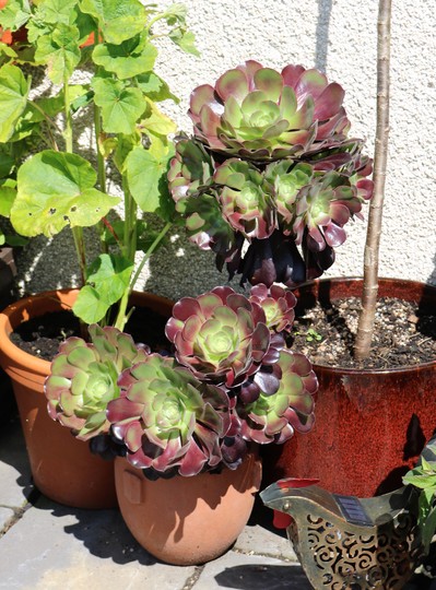 Aeonium arboreum 'Velours' (Aeonium arboreum)