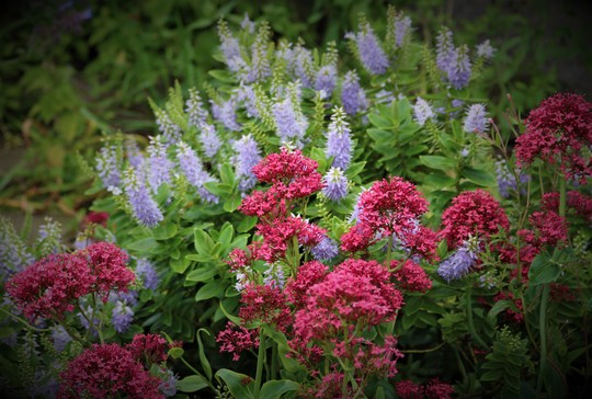 Shirley's Hebe again, this time behind The Red .....er...thingmy (Centranthus ruber (Red valerian))