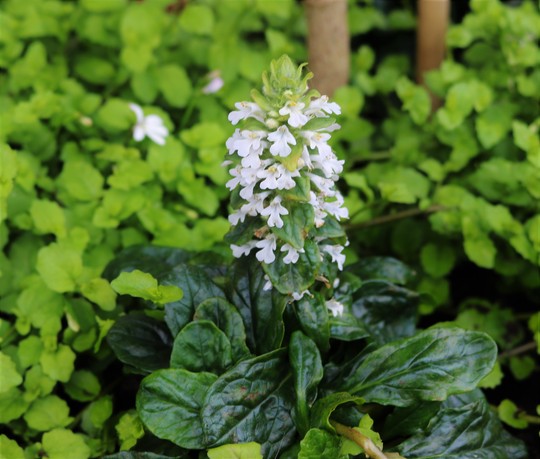 White Ajuga for my records