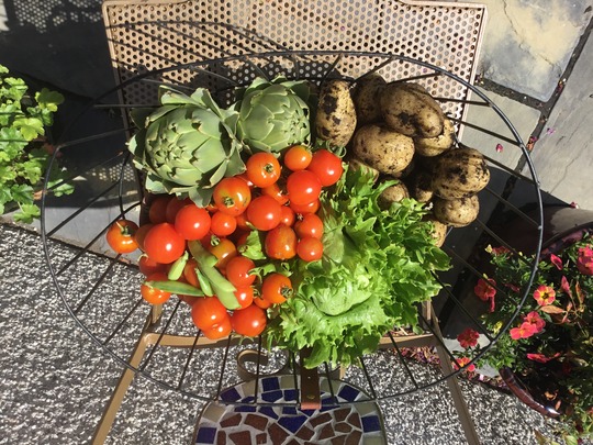 Harvesting in the sunshine :)