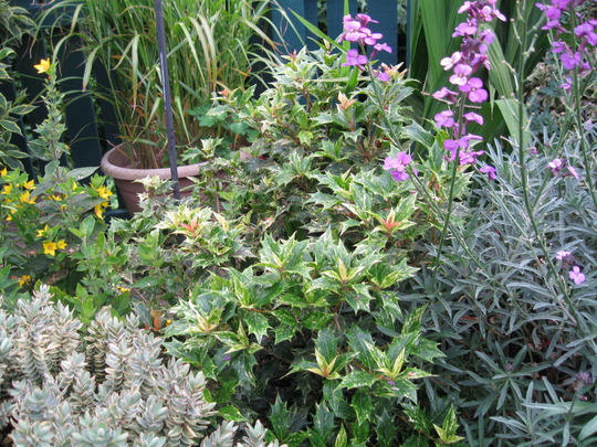 Osmanthus for Shirley tulip..
