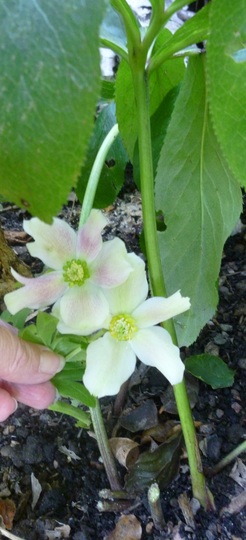 For Sheilabub - Hellebore