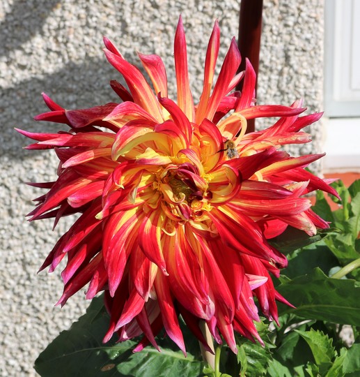 Dahlia 'Akita'
