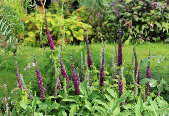 Teucrium (Teucrium hircanicum)