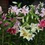 The collection of Oriental Lilys, Lilium hybrids