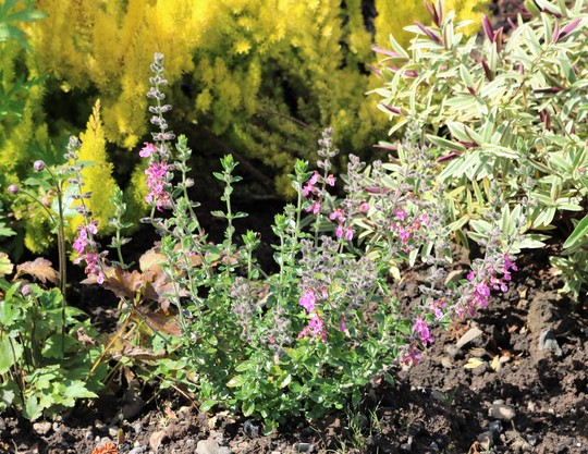 Teucrium chamaedrys (Hedge Germander, Rose Germander) (Teucrium chamaedrys)