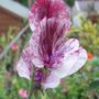 Picture_128