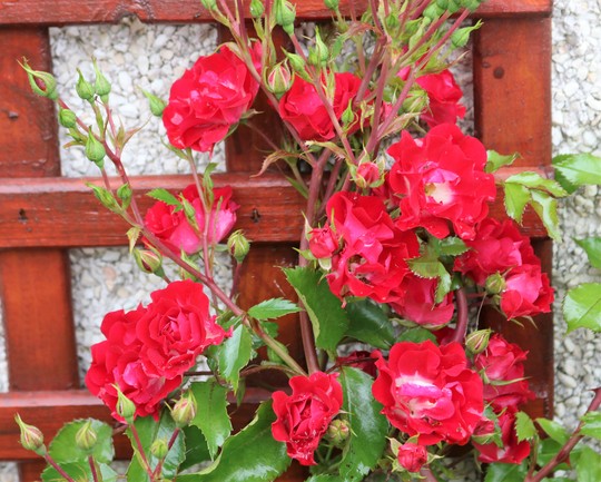 'Rambling Rosie' is still flowering away