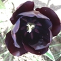 Tulip (tulipa)