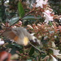 Humming Bird Moth in my Garden (arbellia) (arbell)