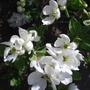 A garden flower photo