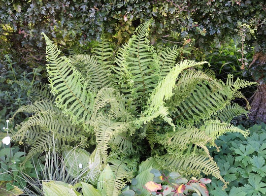 Nice Fern (Dryopteris cristata)
