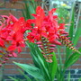 Crocosmia ‘Lucifer’ (Crocosmia ‘Lucifer’)