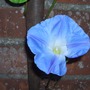 Morning Glory