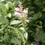 Obedient plant (Physostegia virginiana (Obedient plant))