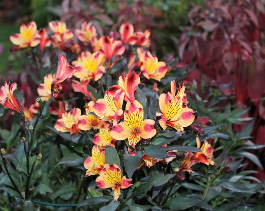 'Indian Summer' Still going strong