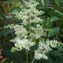 Astilbe