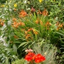 Late summer colours (Crocosmia x crocosmiiflora (Montbretia))