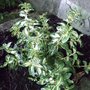 Euonymus_fortunei__golden_harlequin_