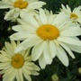 Leucanthemum