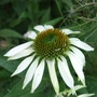 Echinacea purpurea