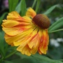 Helenium 'Flammenrad' (Helenium autumnale (American Sneezeweed))
