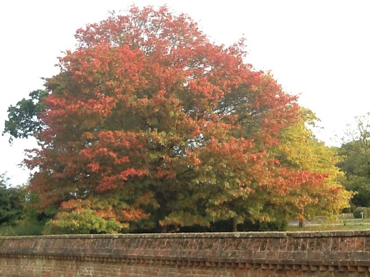 image Scarlet Oak. Quercus coccinia