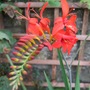 Crocosmia 'Lucifer' (Crocosmia x crocosmiiflora (Montbretia))