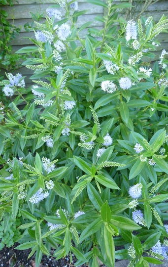 Hebe - a lilac/white one