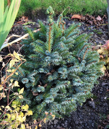 Pretty Blue Dwarf Conifer - Picea sitchensis 'Papoose' (Picea sitchensis (Canad))