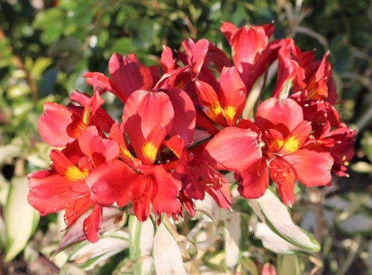 The last flowers of 'Rock N Roll' Alstoemeria (Alstroemeria 'Rock N Roll')