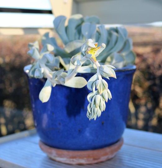 Echeveria 'Topsy Turvy' is flowering in the Greenhouse