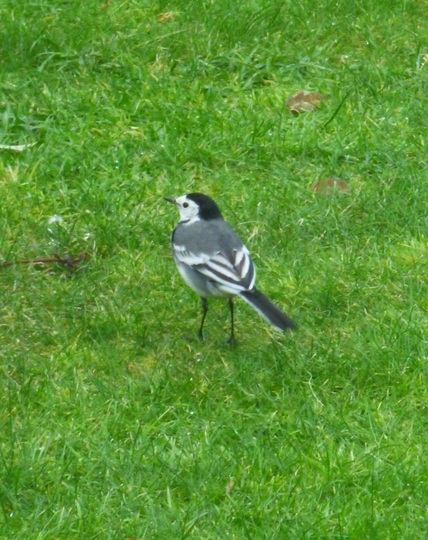 Pied Wagtail
