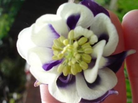 Aquilegia (Aquilegia)
