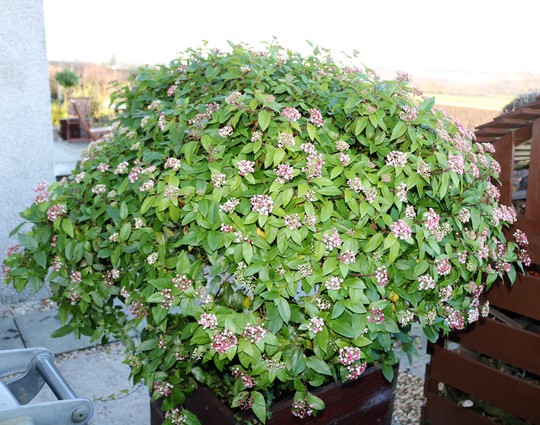 Viburnum tinus is starting to flower now (Viburnum tinus (Laurustinus))