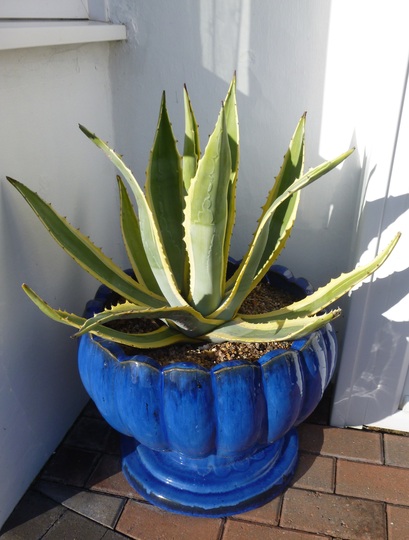 Agave