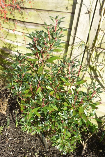 For Karen - Drimys lanceolata 'Red Spice' (Drimys lanceolata)