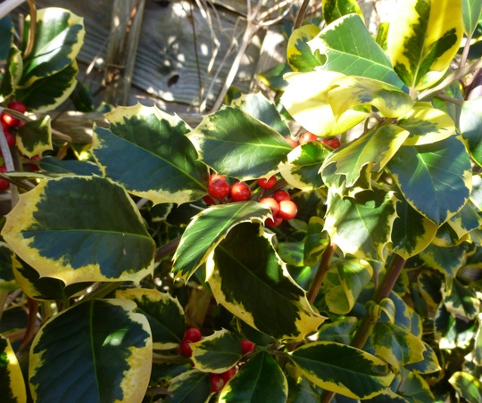 Holly berries