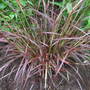 Pennisetum rubrum 'Dwarf'
