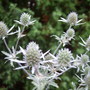 Eryngium__sea_holly_