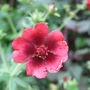 Potentilla 'Monarch's Velvet' flower (Potentilla 'Monarch's Velvet')