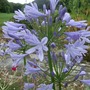 Blue Agapanthus (Agapanthus africanus)