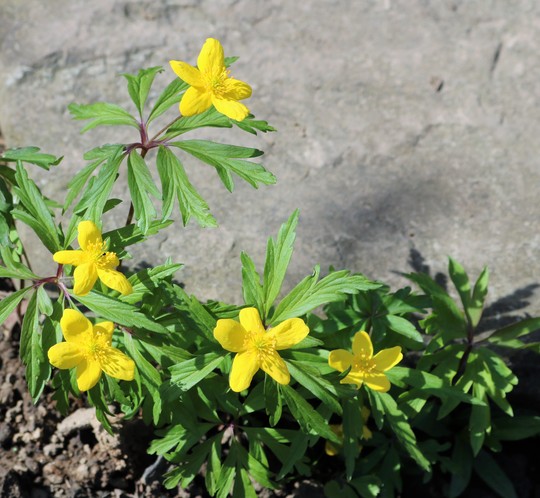 Yellow Anemone