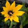 'Indian Summer'