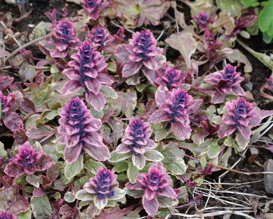 Ajuga 'Dixie Chick' (Ajuga reptans (Bugle))
