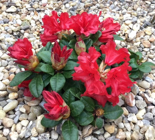 Dwarf Rhododendron