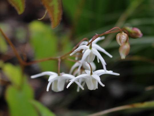 Epimedium 'Sirius' (Epimedium grandiflorum)