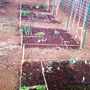 Square Foot Veggie Garden